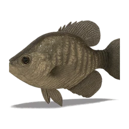 blackcrappie FiveM inventory icon