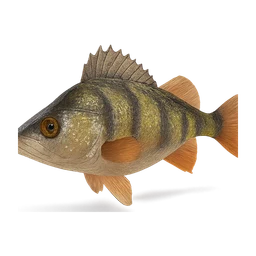 perch fish FiveM inventory icon